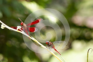 Closeup of Straight-edge Red Parasol (Neurothemis terminata) on a plant