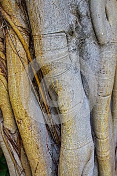 Closeup of a strange tree trunk, La Brea Tar Pits, Los Angeles, California.