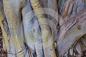 Closeup of a strange tree trunk, La Brea Tar Pits, Los Angeles, California.