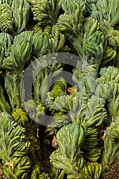 Closeup of a strange wrinkly cactus