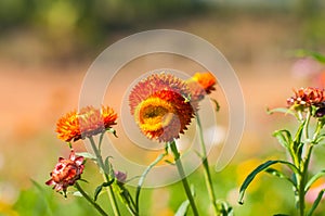 Closeup Straw flower