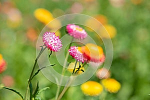 A closeup of straw flower or helichrysum bracteatum flowers on blurred background. Selective focus