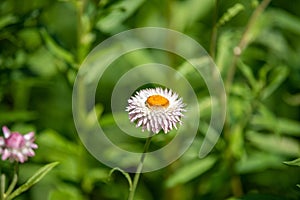 A closeup of straw flower or helichrysum bracteatum flowers on blurred background. Selective focus