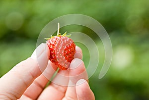 Closeup of strawberry