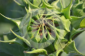 Closeup of strawberry blonde sunflower opening