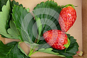 closeup strawberry with green plant leaf copy space. fresh ripe red strawberries fruit