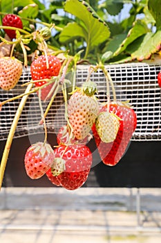 Closeup of Strawberry hanging farm full of ripe strawberries in