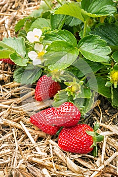 Strawberry plant with ripe strawberries growing on straw in organic garden photo