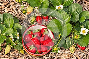 Strawberry plants with bowl of freshly picked strawberries