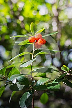 Closeup of the strawberry tree fruits Arbutus unedo