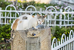 Closeup of a stray homeless one-eyed cat in Israel, sitting on Ð° drinking fountain. Cutted ear piece means the cat is sterilized