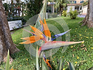 Closeup of Strelitzia Reginae flower