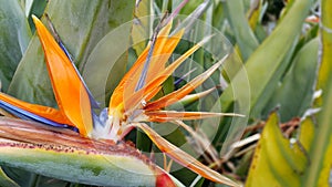 Closeup of Strelitzia Reginae flower bird of paradise flower
