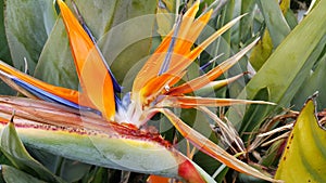 Closeup of Strelitzia Reginae flower bird of paradise flower
