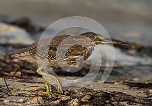 Closeup of a Striated Heron at Busaiteen coast of Bahrain