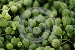 Closeup of a String of Pearls plant in a terracotta pot