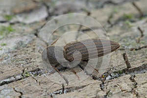 Closeup on a striped brown clicking beetle, Agriotes lineatus, a pest species for crops and agriculture