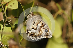 Closeup on a striped grayling butterfly, Hipparchia fidia hanging on a leaf photo