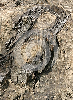 Closeup of Stromatolite in Salkhan fossil park