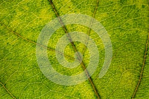 Closeup of the structure of green leaf