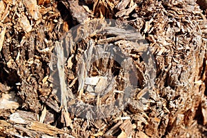 Closeup structure of old rotten and decayed wood