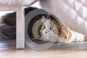 Closeup studio shot white and gray cute little fat long hair purebred kitten pussycat companion laying lying down resting relaxing