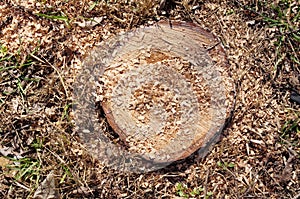 Closeup of stump photo