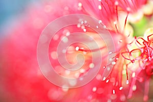 Red bottle brush flower