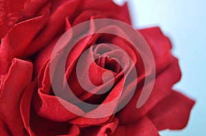 Closeup of a stunning red felt rose