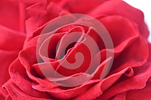 Closeup of a stunning red felt rose