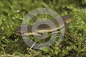 Closeup on a sub-adult European smooth newt, Lissotriton vulgaris on moss