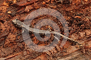 Closeup on a sub-adult , juvenile Clouded salamander, Aneides ferreus sitting on redwood