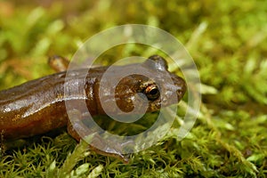 Closeup on a subadult of the endangered Limenstone salamander
