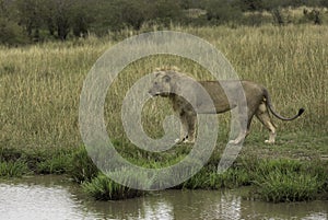 Closeup of a subadult Lion near a water body at Masai Mara, Kenya
