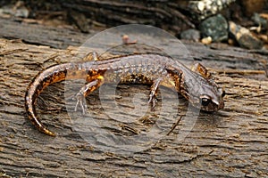 Closeup on a subadult painted Ensatina eschscholtzii picta from Coastal North California on a piece of wood