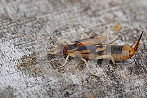 Closeup on the subsocial Red or Shore earwig , Labidura riparia, sitting on the ground