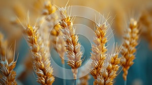 Closeup of the subtle shifts in color as the wheat heads bend and sway photo