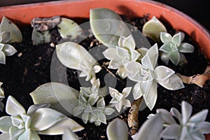 Closeup of the succulent called ghost plant (Graptopetalum paraguayense) in a pot photo