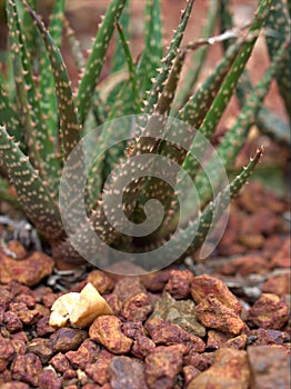 Closeup succulent Fasciated haworthia, fasciata plants ,cactus desert ,macro image background