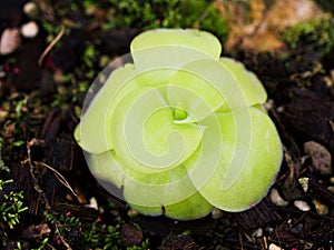 Closeup succulent plant Pinguicula moranensis ,Tina, grandiflora ,Mexican Butterworts Carnivorous flowering plants