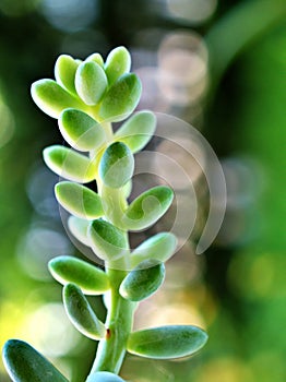 Closeup succulent plants Burro`s-tail macro plants ,sedum morganianum with water drops ,cactus desert plant and green blurred back