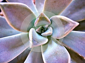 Closeup succulent plants with water drops ,Ghost Graptopetalum paraguayense cactus desert plants and blurred background ,macro