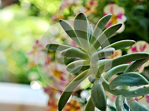 Closeup succulent plants with water drops ,Ghost Graptopetalum paraguayense cactus desert plants and green blurred background