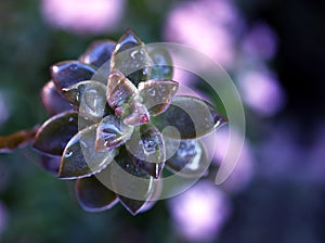 Closeup succulent plants with water drops ,Ghost Graptopetalum paraguayense cactus desert plants and purple blurred background