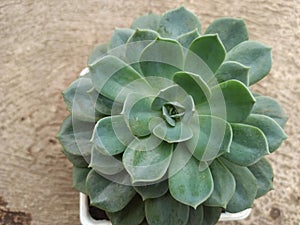 Closeup Succulent sempervivum isolated on white, other names is houseleeks, liveforever and hen and chicks