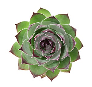 Closeup succulent sempervivum isolated on white, other names is houseleeks, liveforever and hen and chicks