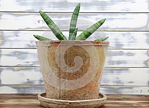 Closeup of succulent xerophytic plant with green cylyndrical leaves dracaena sanseviera eilensis in terracotta flower pot indoor photo