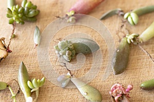 Closeup of a succulents leaf with roots