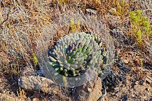 Closeup of succulents and wild dry grass growing in the mountainside. Indigineous South African plants, Fynbos and cacti