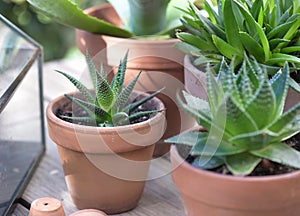 closeup on suculent plant in flower pots